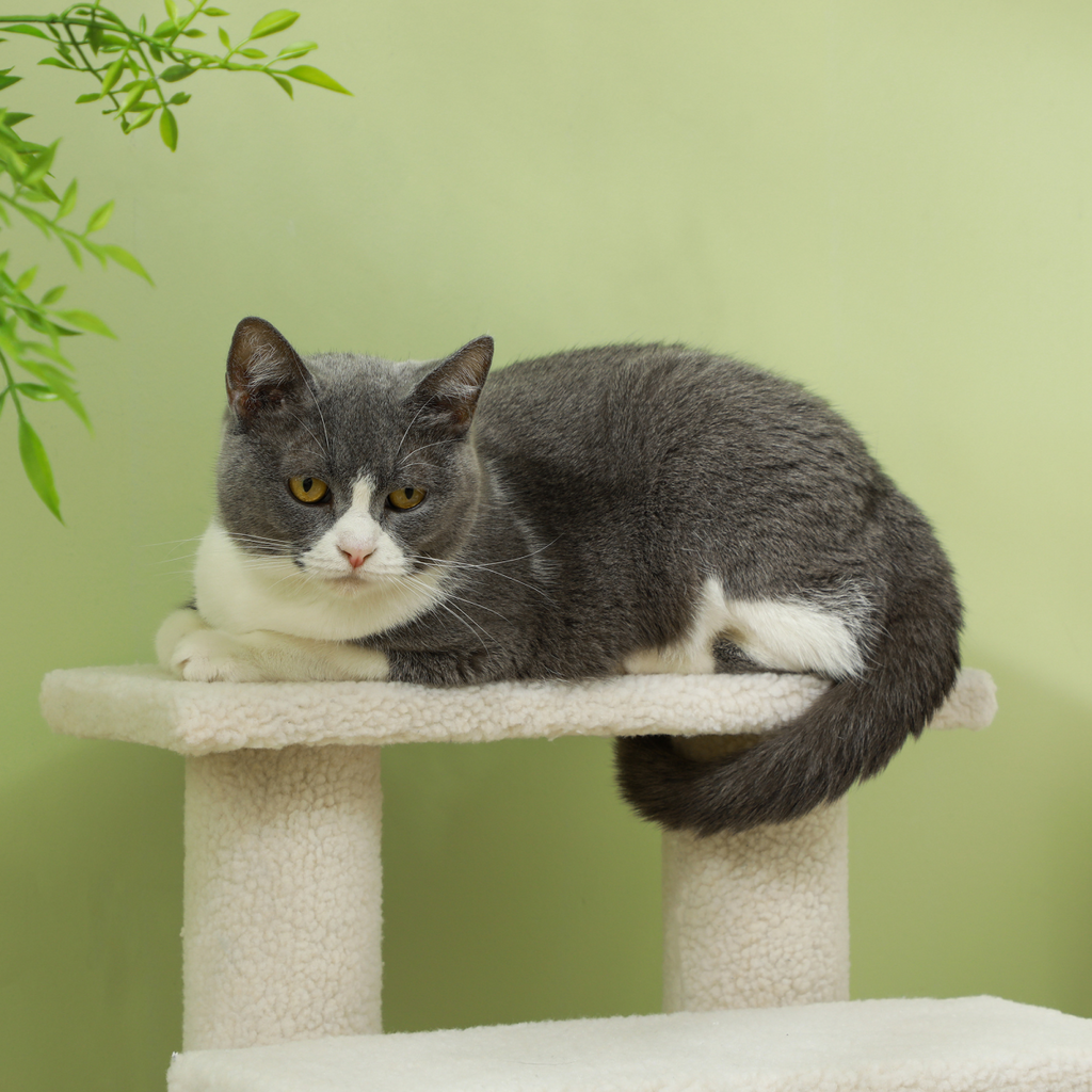 Pet Ramp Stairs 4 Steps Cat Tree Ladder Safety Steps Climbing Frame Brown