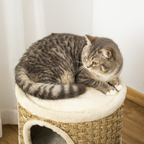 Cat Scratching Barrel Kitten Tree Tower with Sisal and Seaweed Rope Pawhut